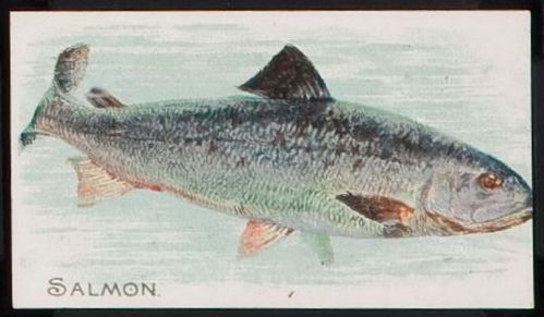 T58 Salmon.jpg